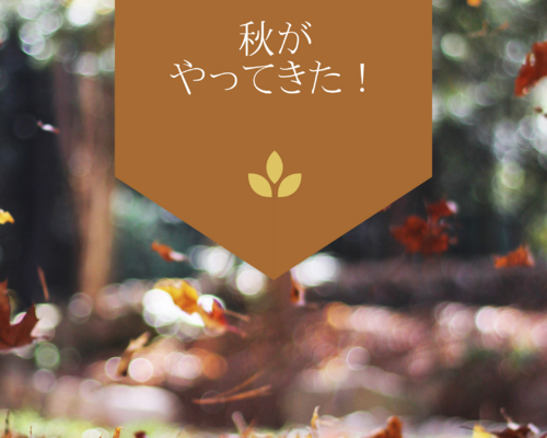 オレンジ、秋、葉、インスピレーション、Instagram、投稿